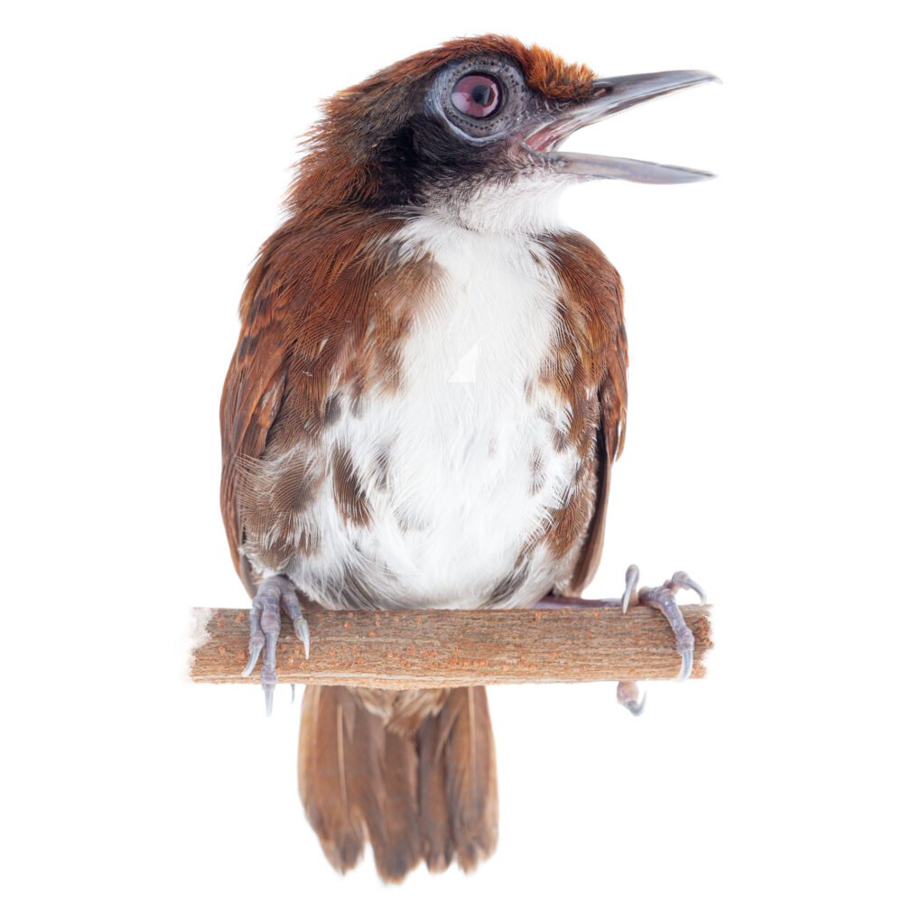 Aves, Gymnopithys bicolor