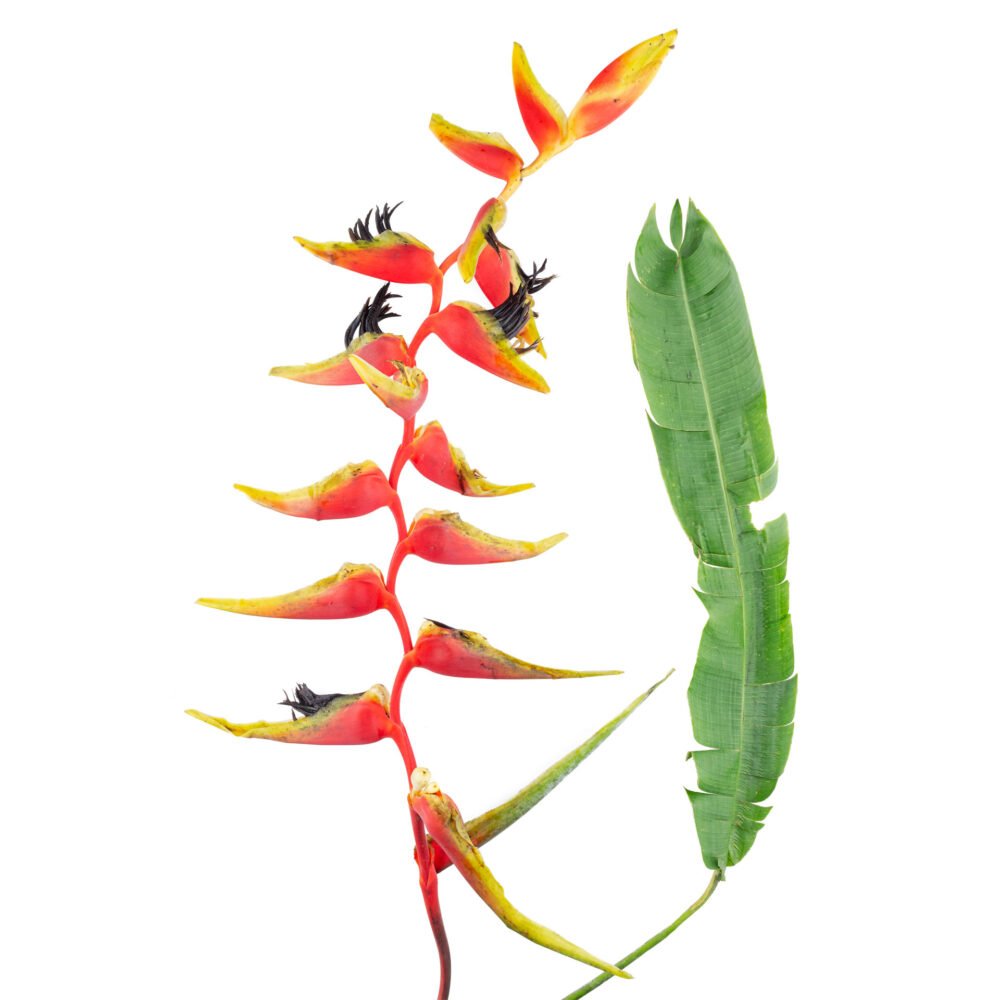Heliconia platystachys