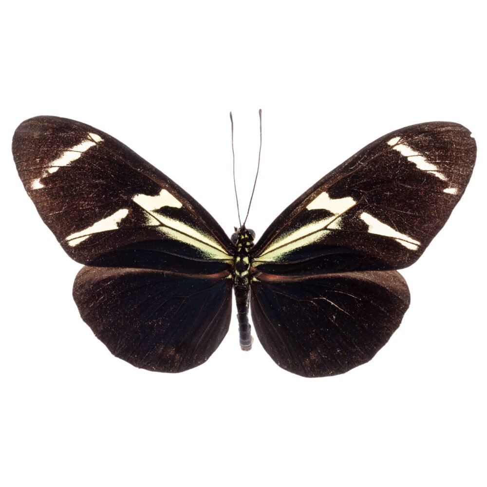 Heliconius antiochus aranea