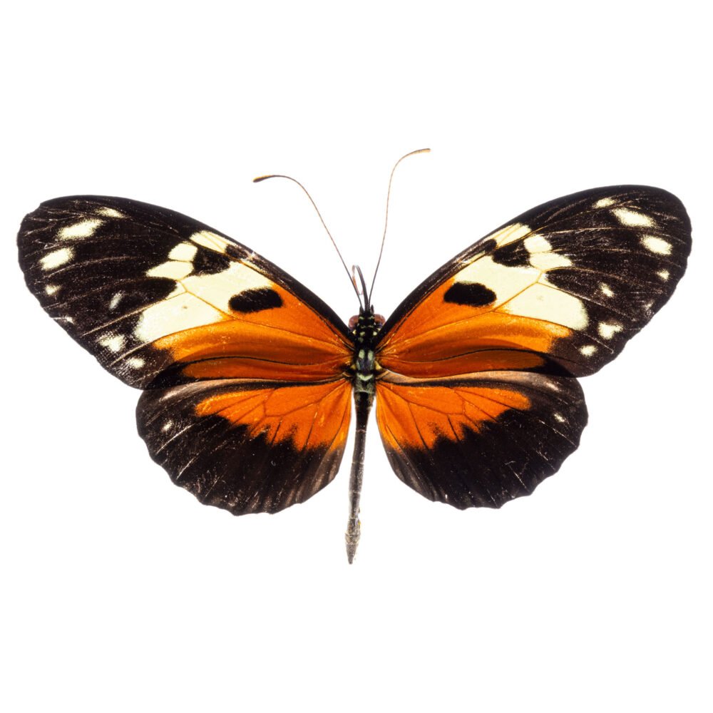 Heliconius ecale melicerta