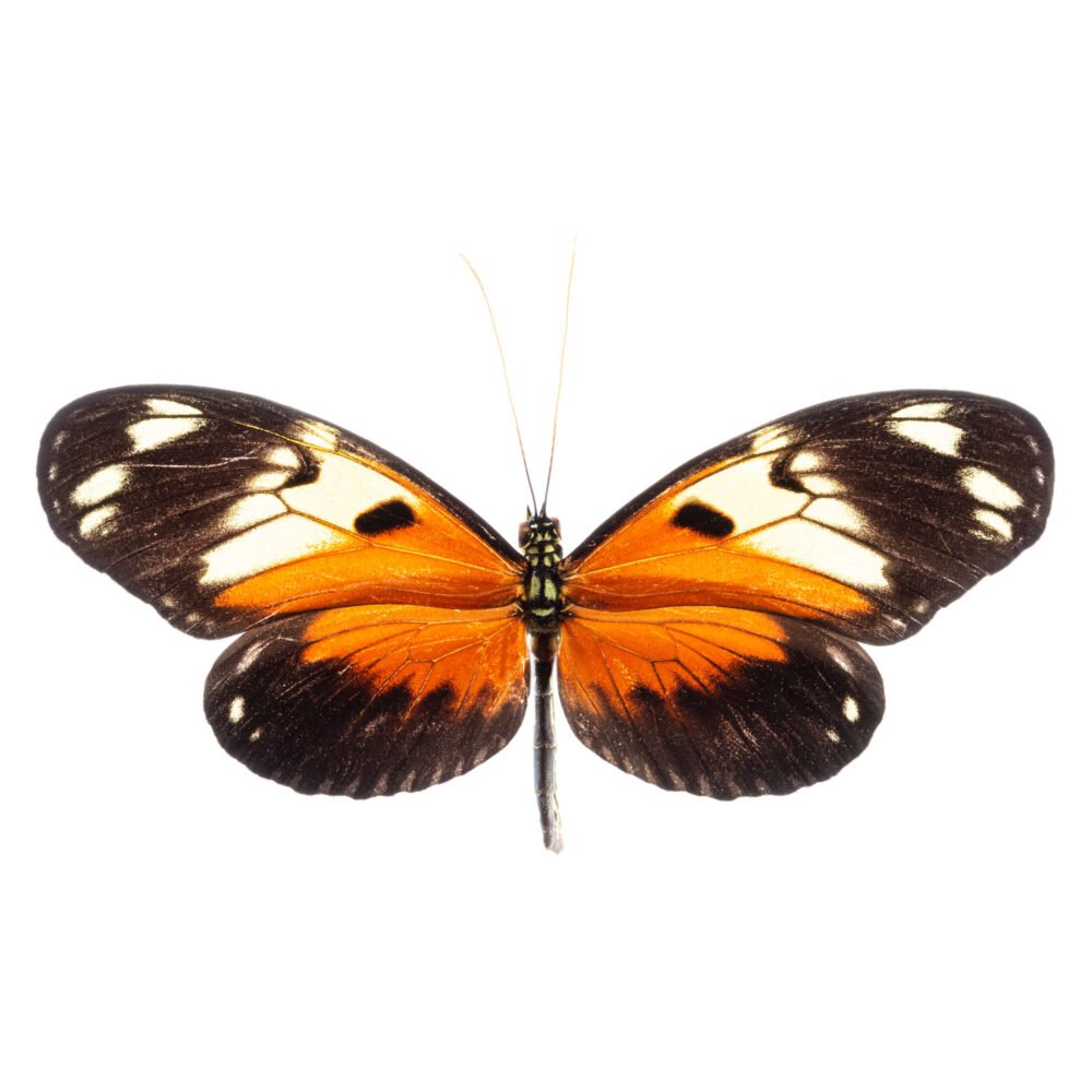 Heliconius ismenius tilleti