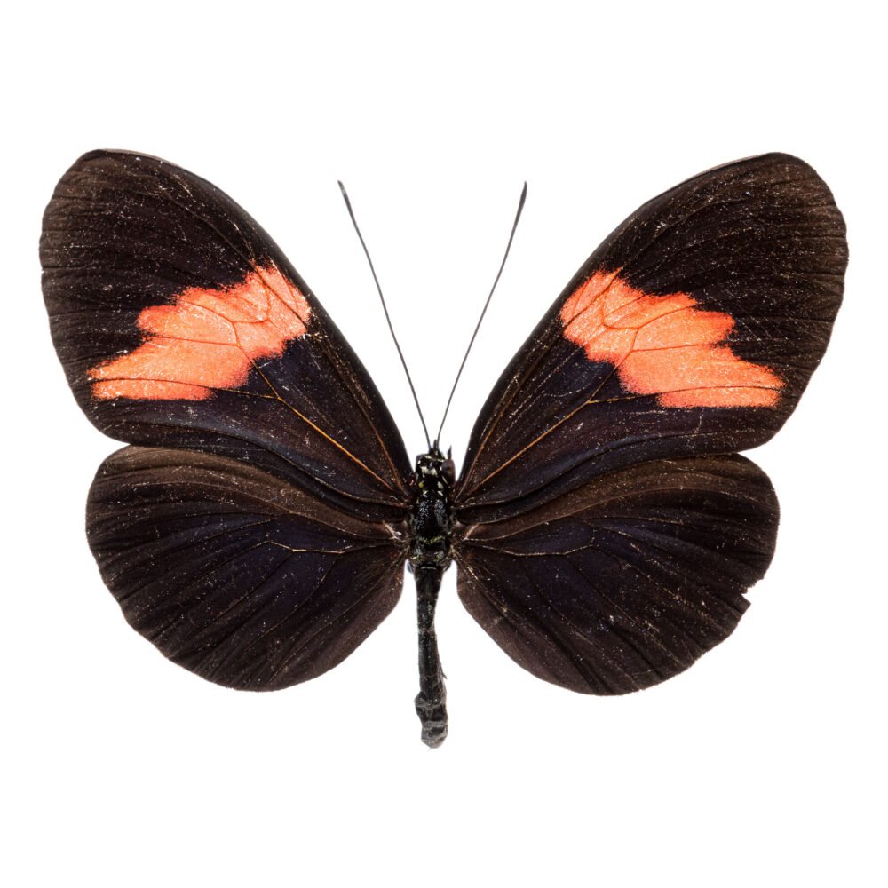 Heliconius melponeme melponeme