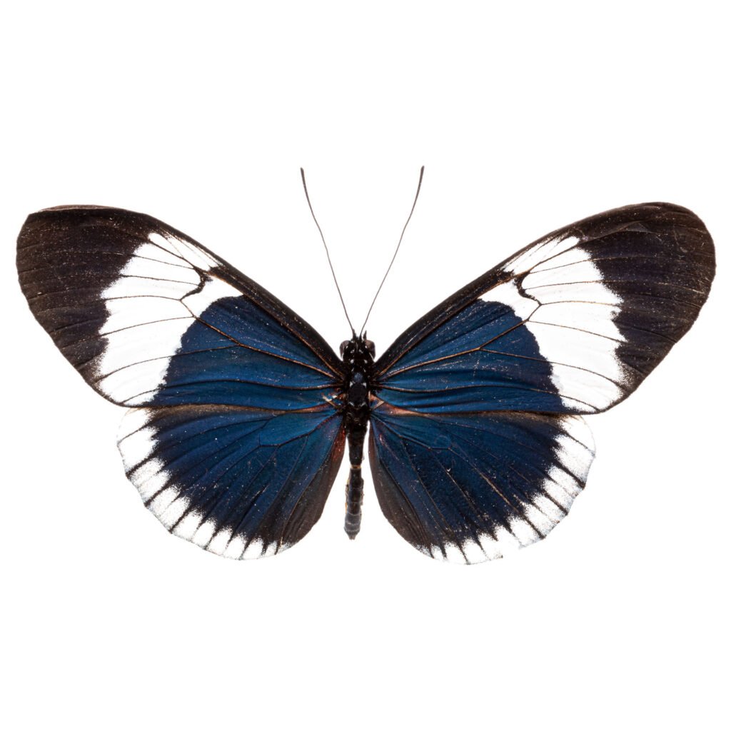 Heliconius sapho sapho
