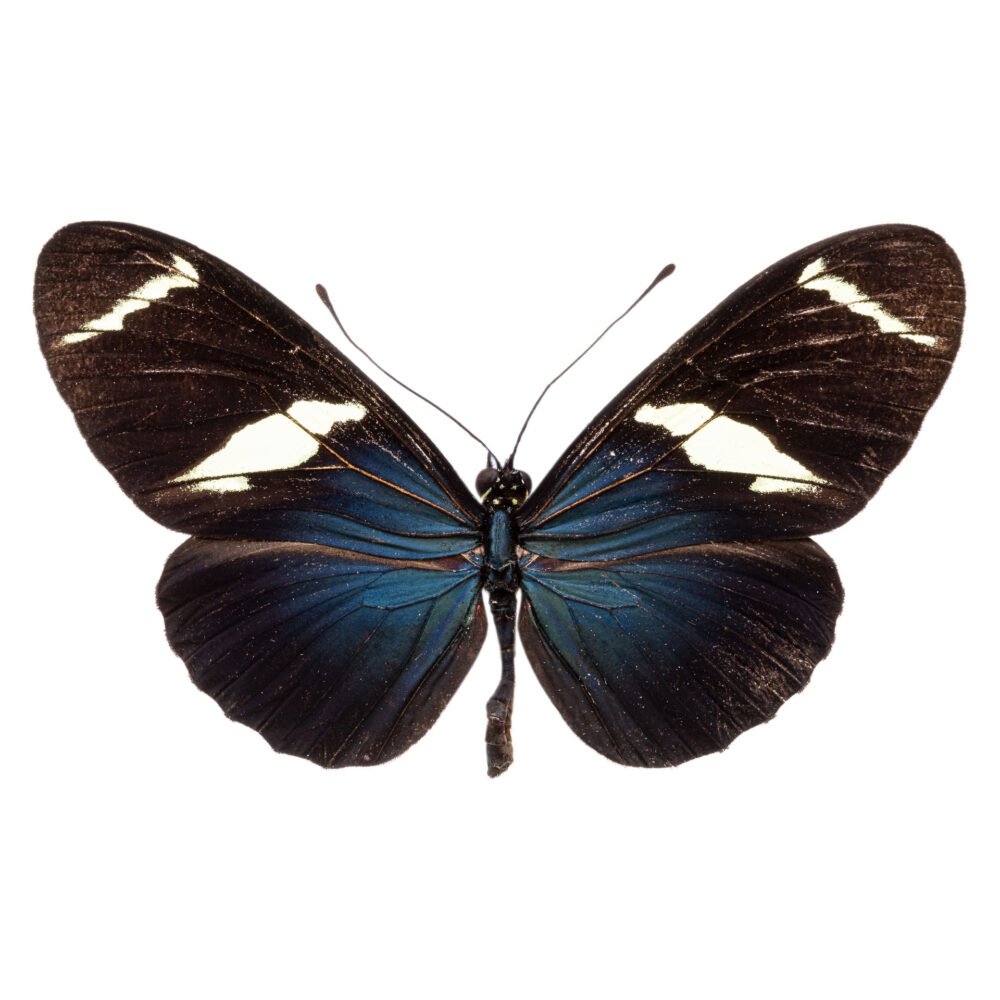 Heliconius sara magdalena