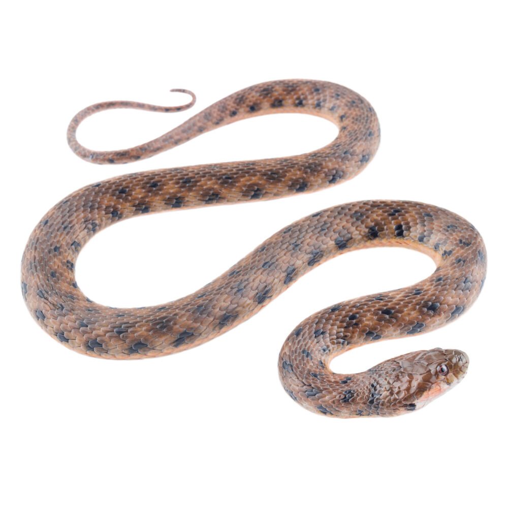 Reptiles, Helicops danieli