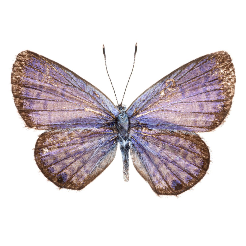 Hemiargus hanno hanno