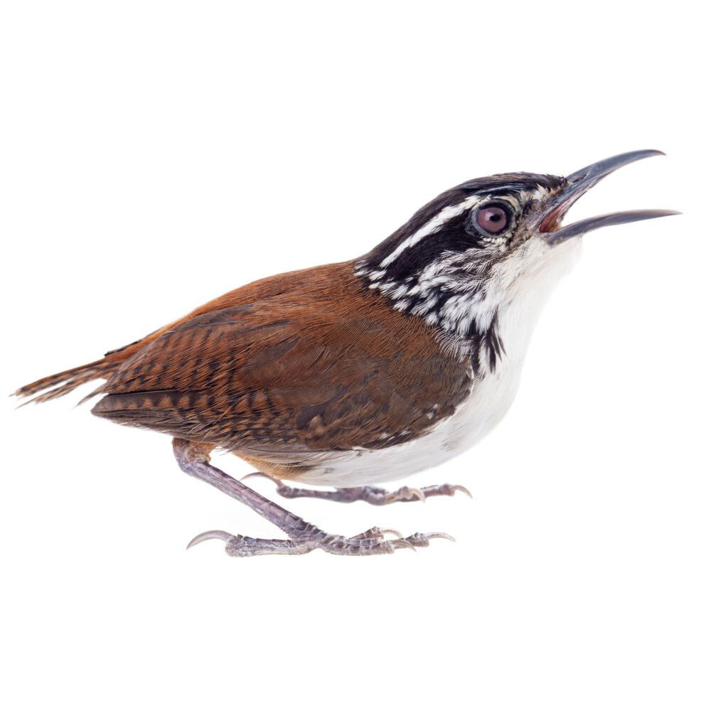 Aves, Henicorhina leucosticta