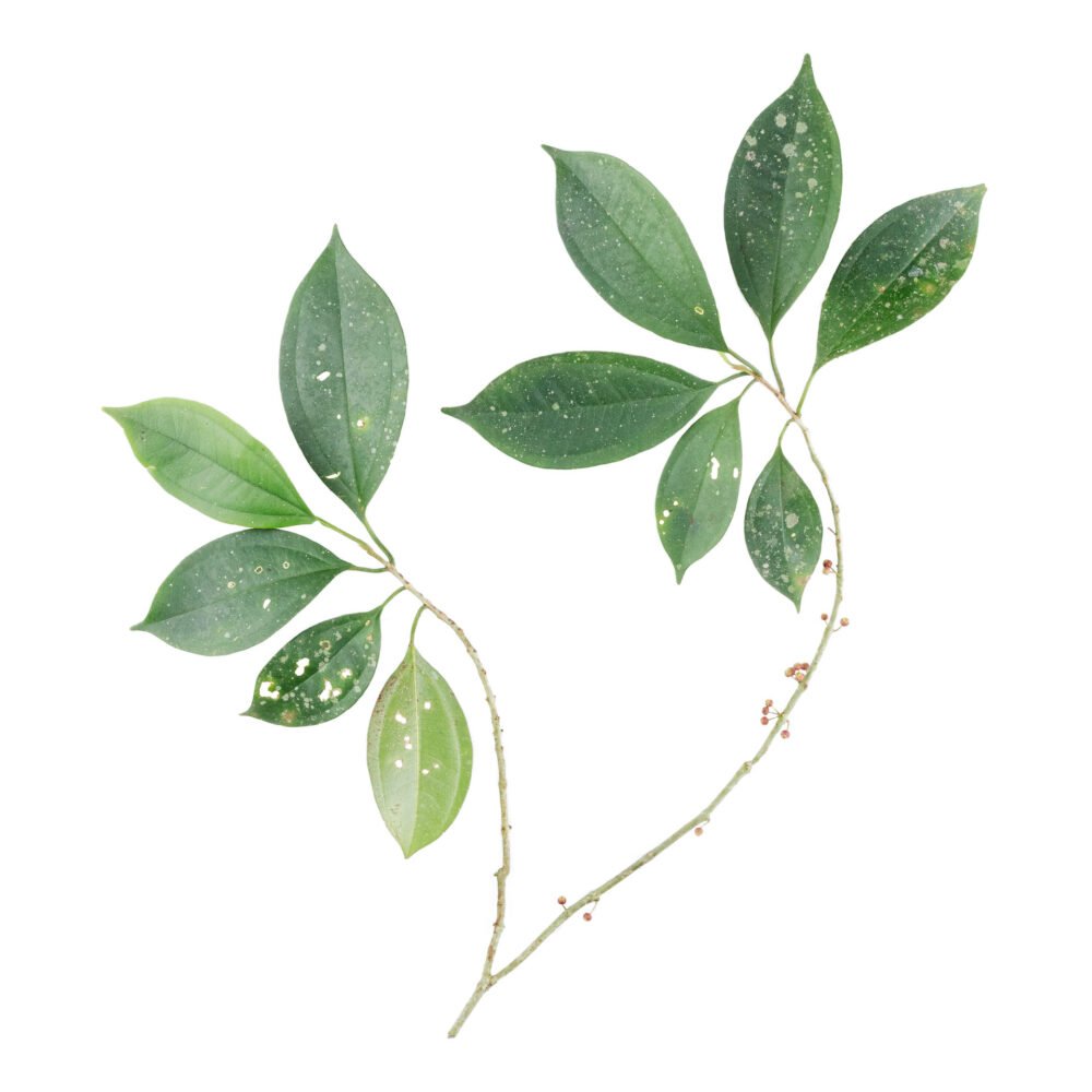 Henriettea fissanthera