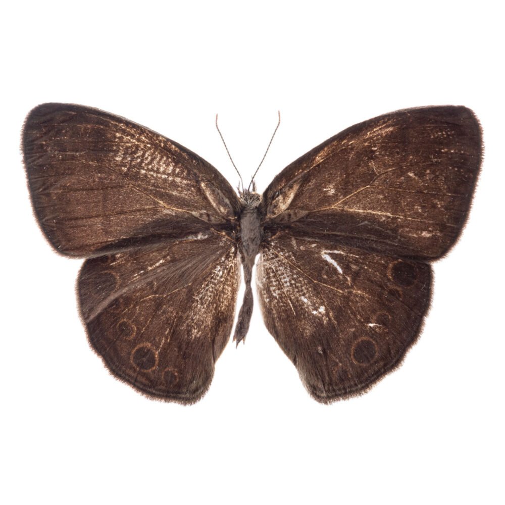 Hermeuptychia hermes