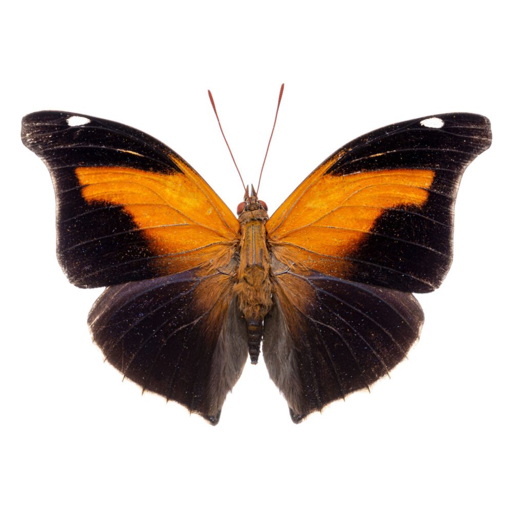 Historis odius dious