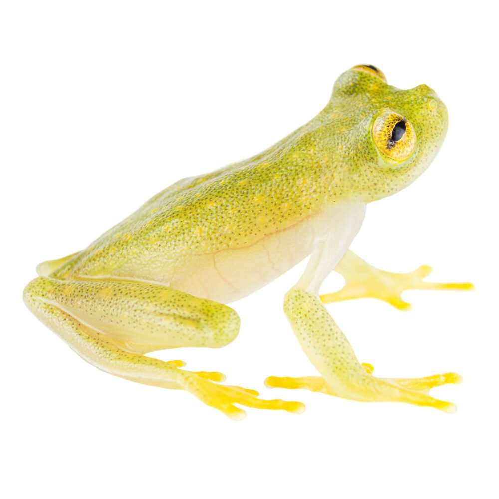 Anfibios, Hyalinobatrachium tatayoi