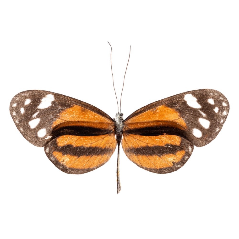 Hyposcada illinissa abida