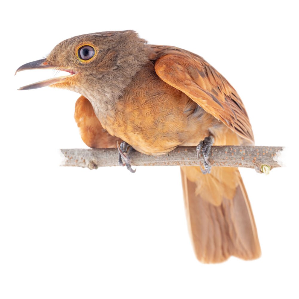 Aves, Laniocera rufescens