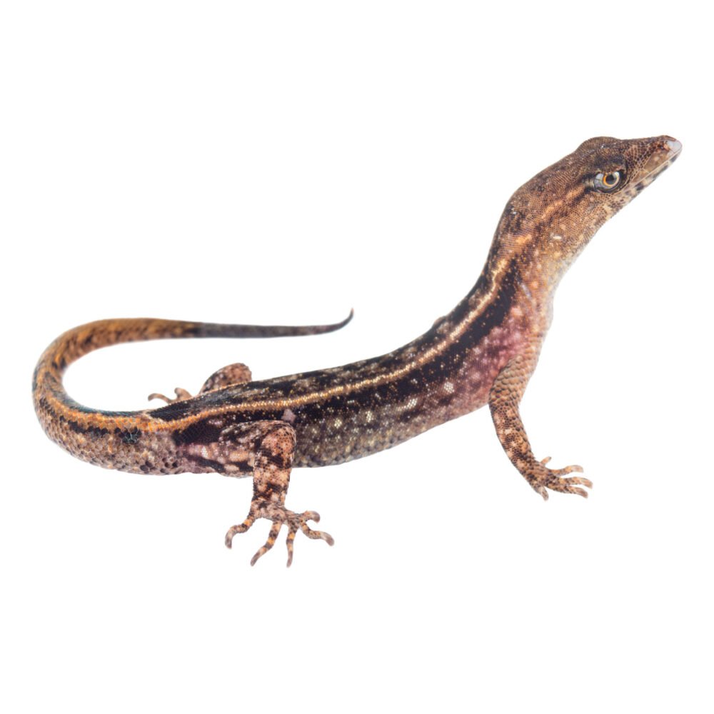 Reptiles, Lepidoblepharis xanthostigma