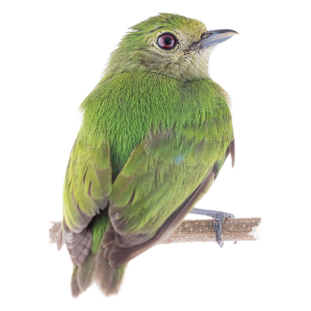 Aves, Lepidothrix coronata