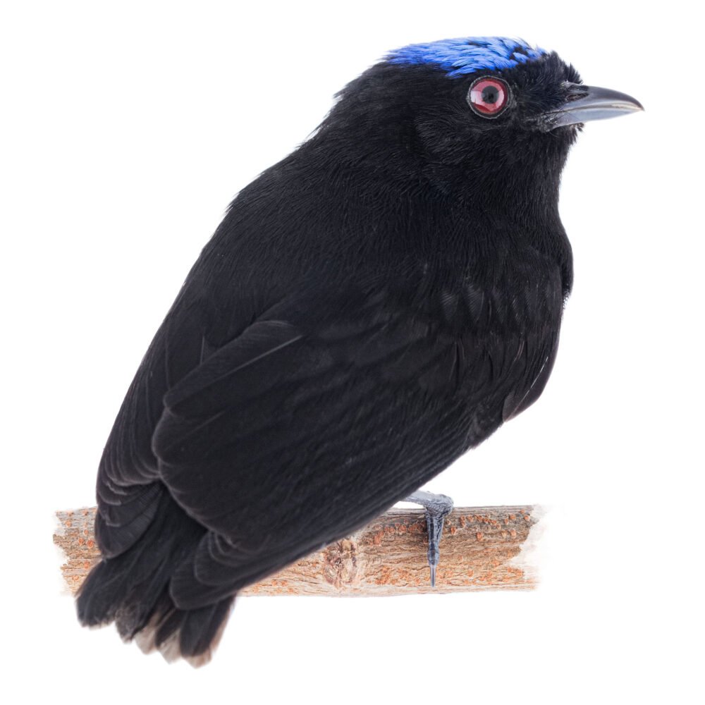 Aves, Lepidothrix coronata