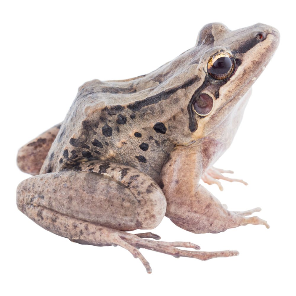 Anfibios, Leptodactylus insularum