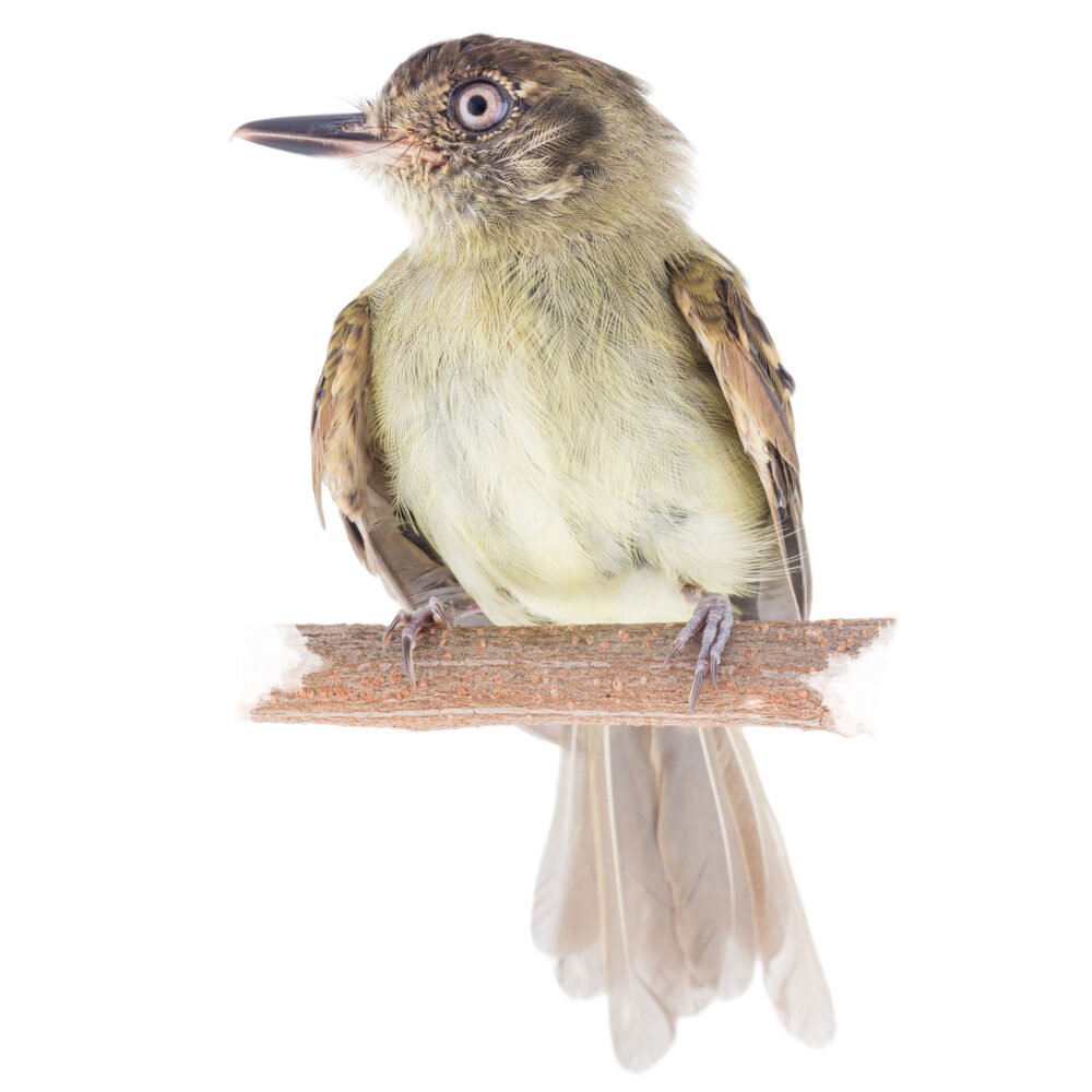 Aves, Leptopogon amaurocephalus