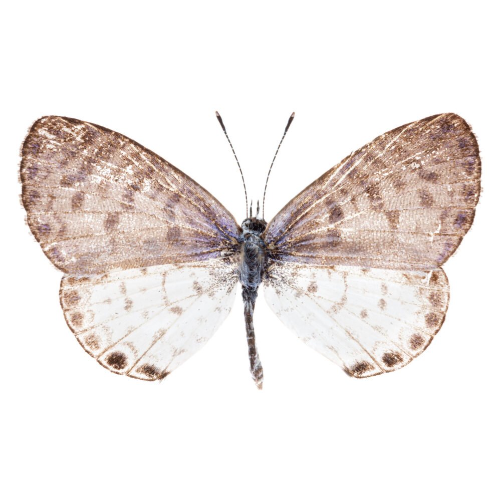 Leptotes cassius
