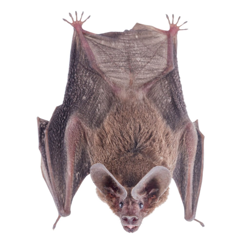 Mamíferos, Lophostoma brasiliense