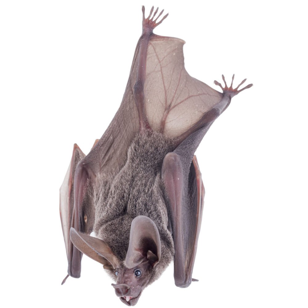 Mamíferos, Lophostoma occidentale