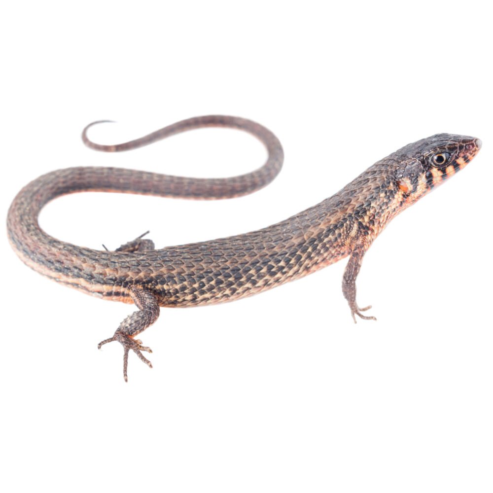 Reptiles, Loxopholis rugiceps