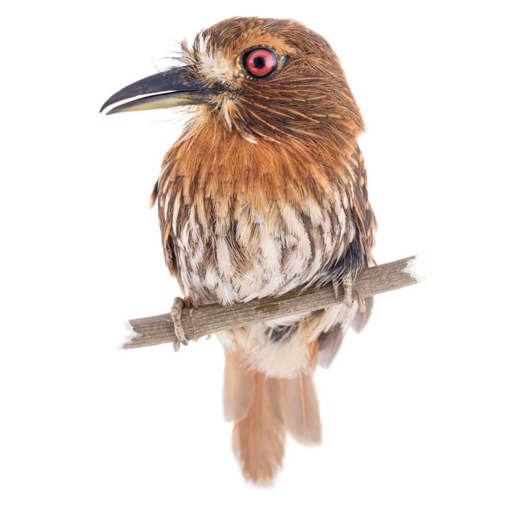 Aves, Malacoptila panamensis