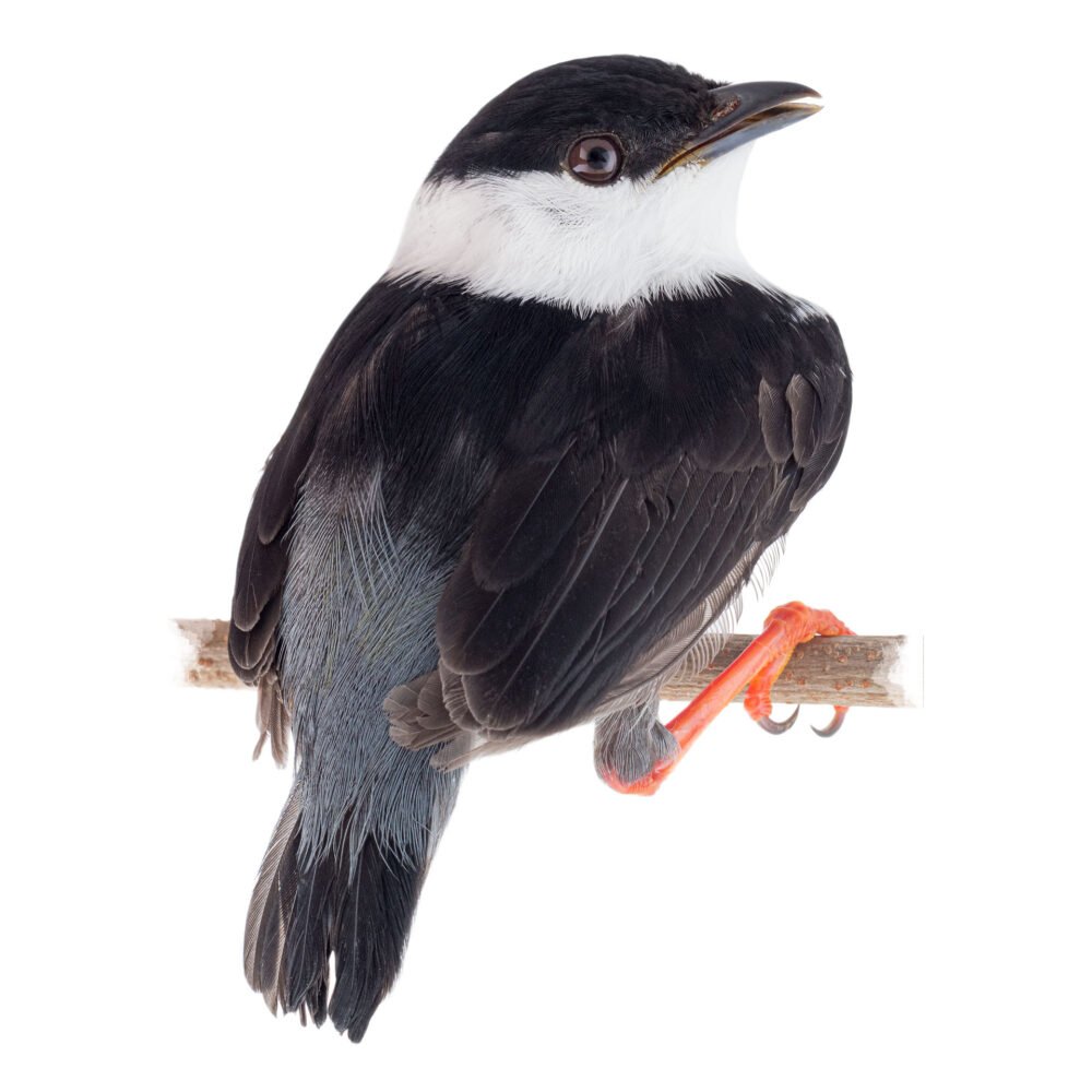 Aves, Manacus manacus