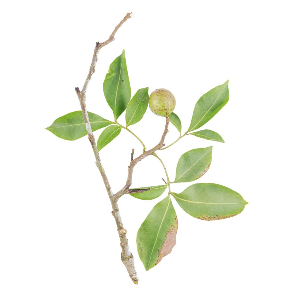 Melicoccus bijugatus