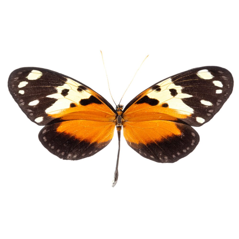 Melinaea idae vespertina