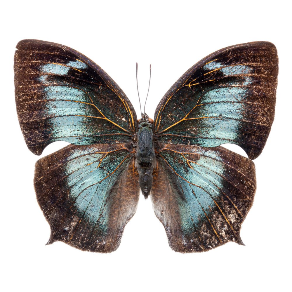 Memphis cleomestra cleomestra