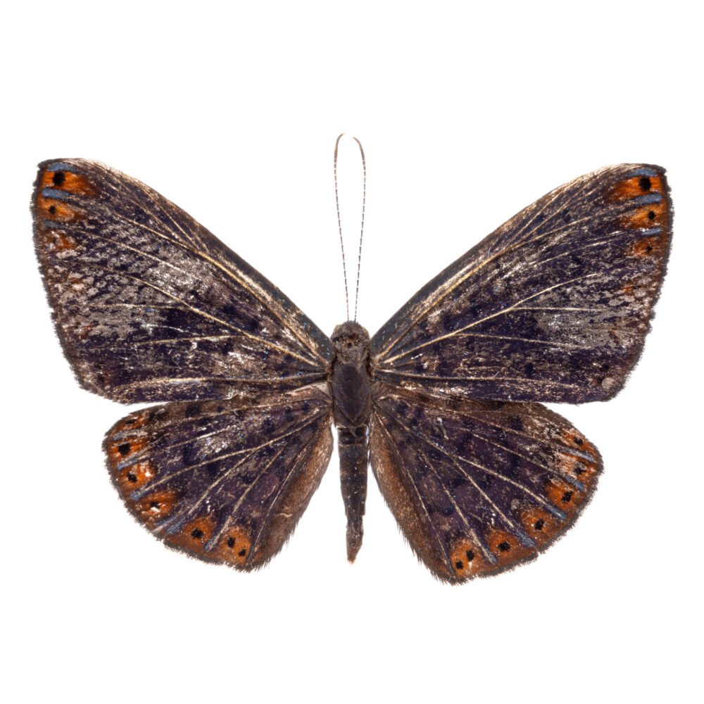 Metacharis umbrata