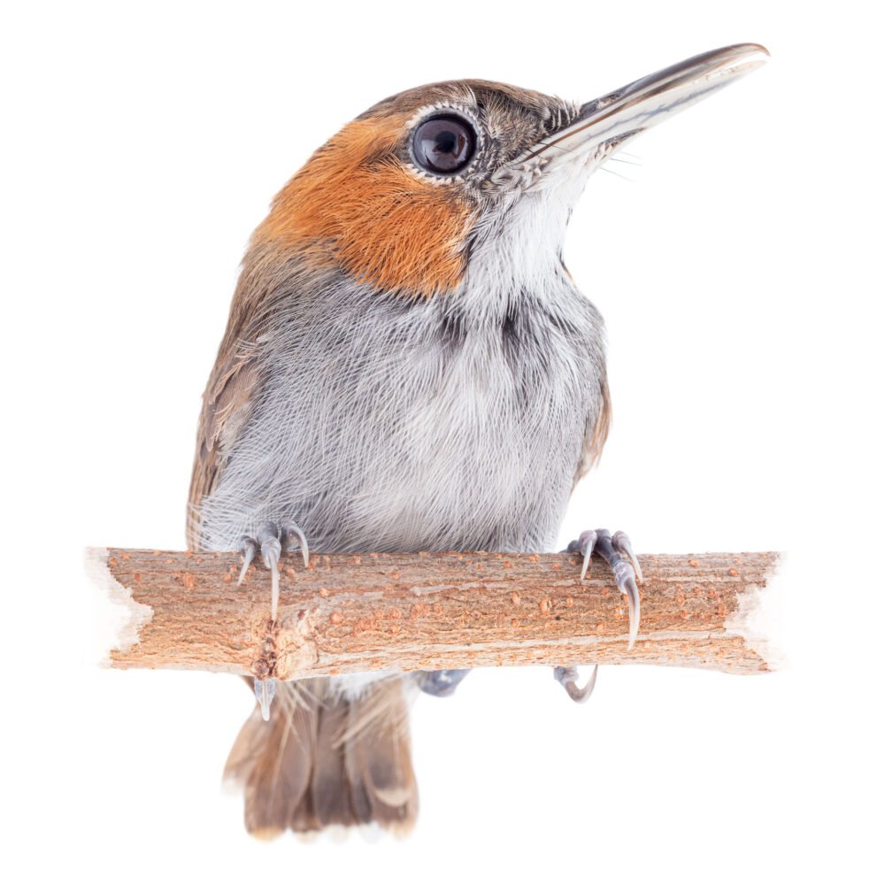 Aves, Microbates cinereiventris