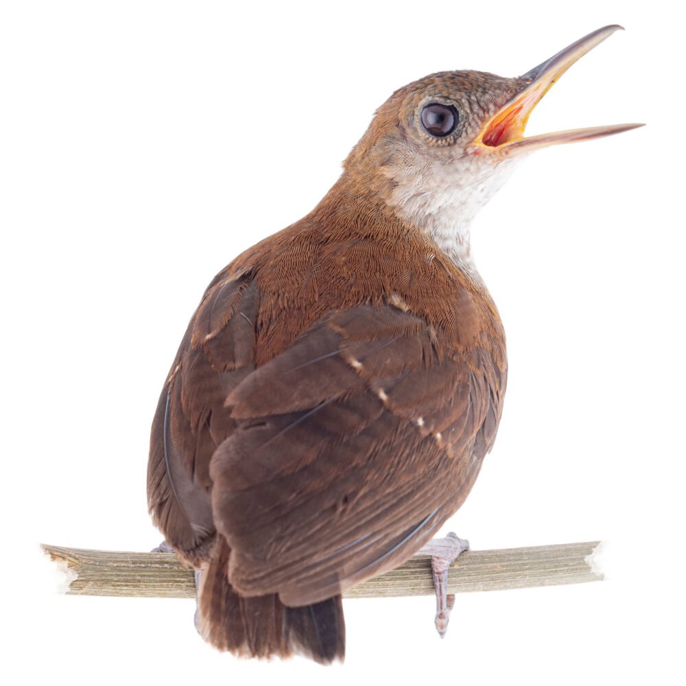 Aves, Microcerculus marginatus