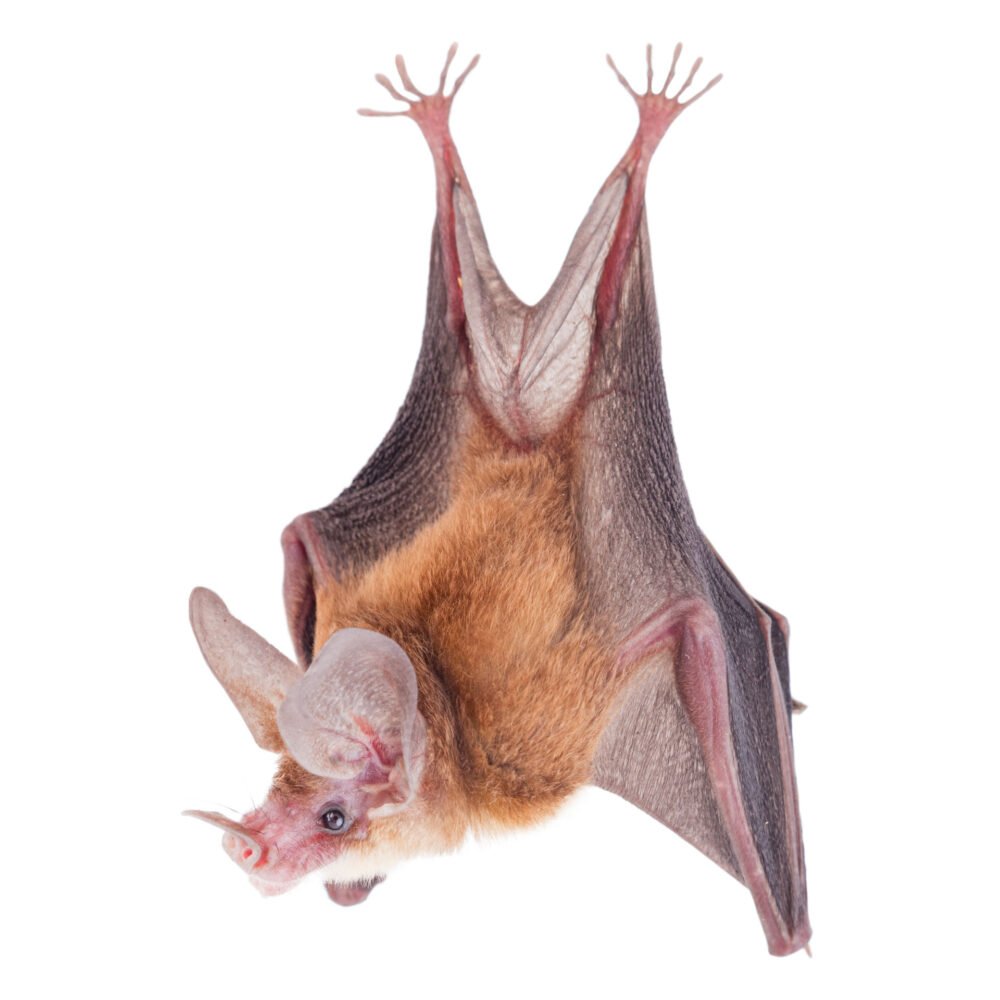 Mamíferos, Micronycteris minuta