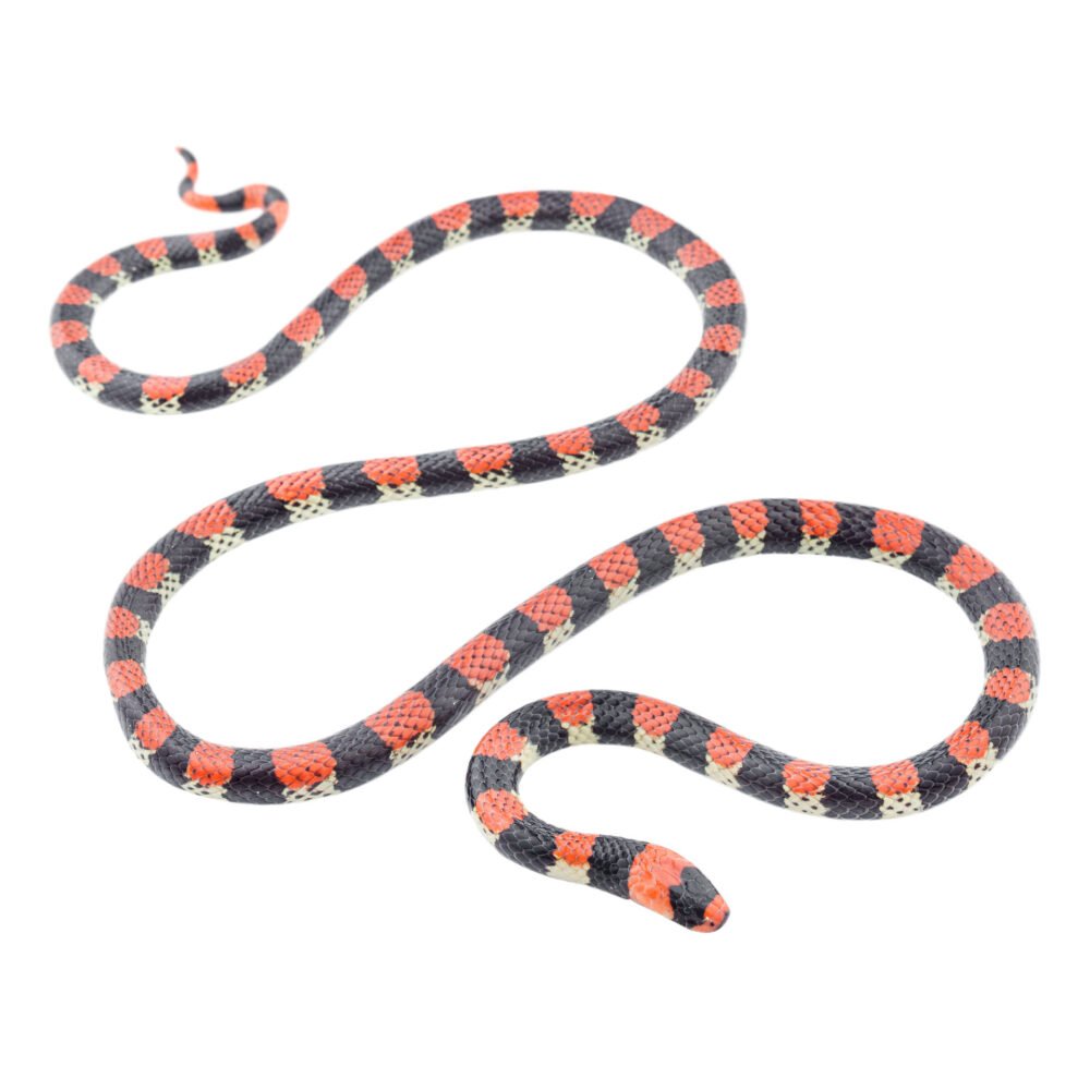 Reptiles, Micrurus camilae