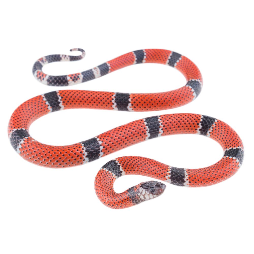 Reptiles, Micrurus dumerilii