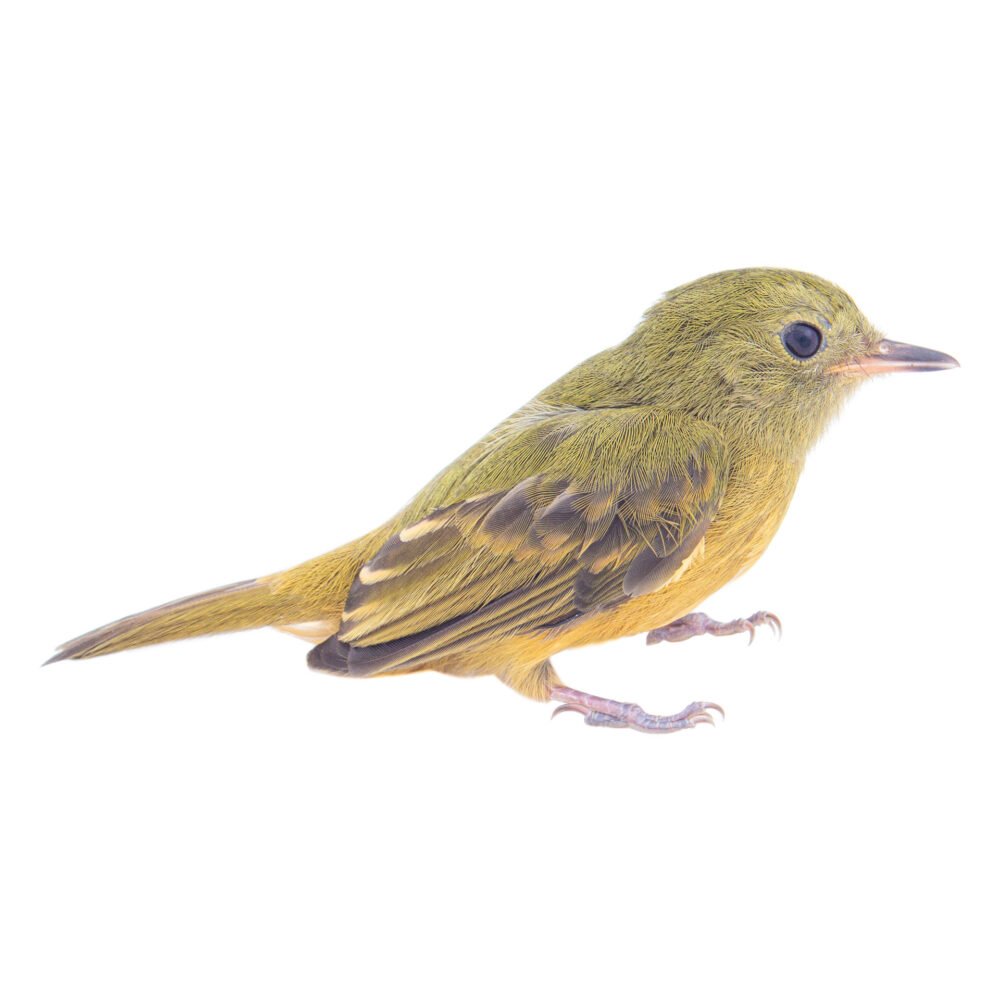 Aves, Mionectes oleagineus