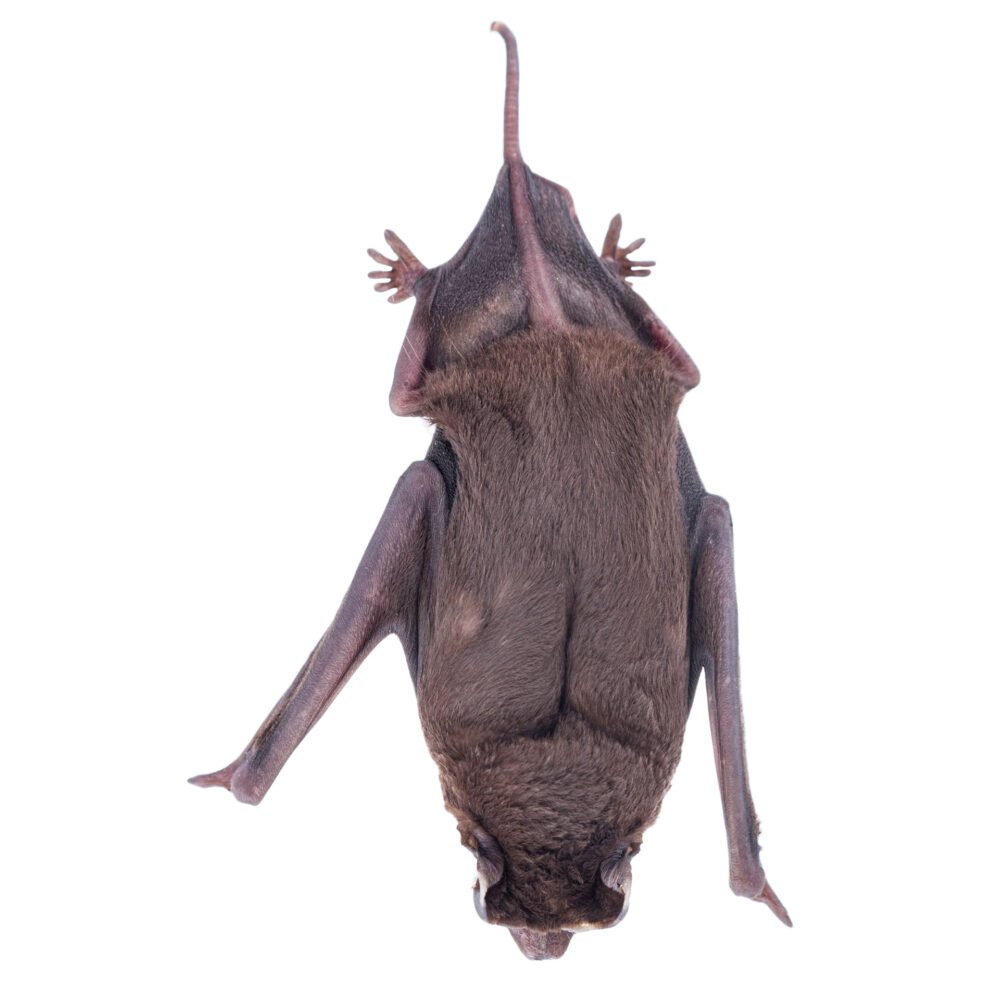 Mamíferos, Molossus molossus