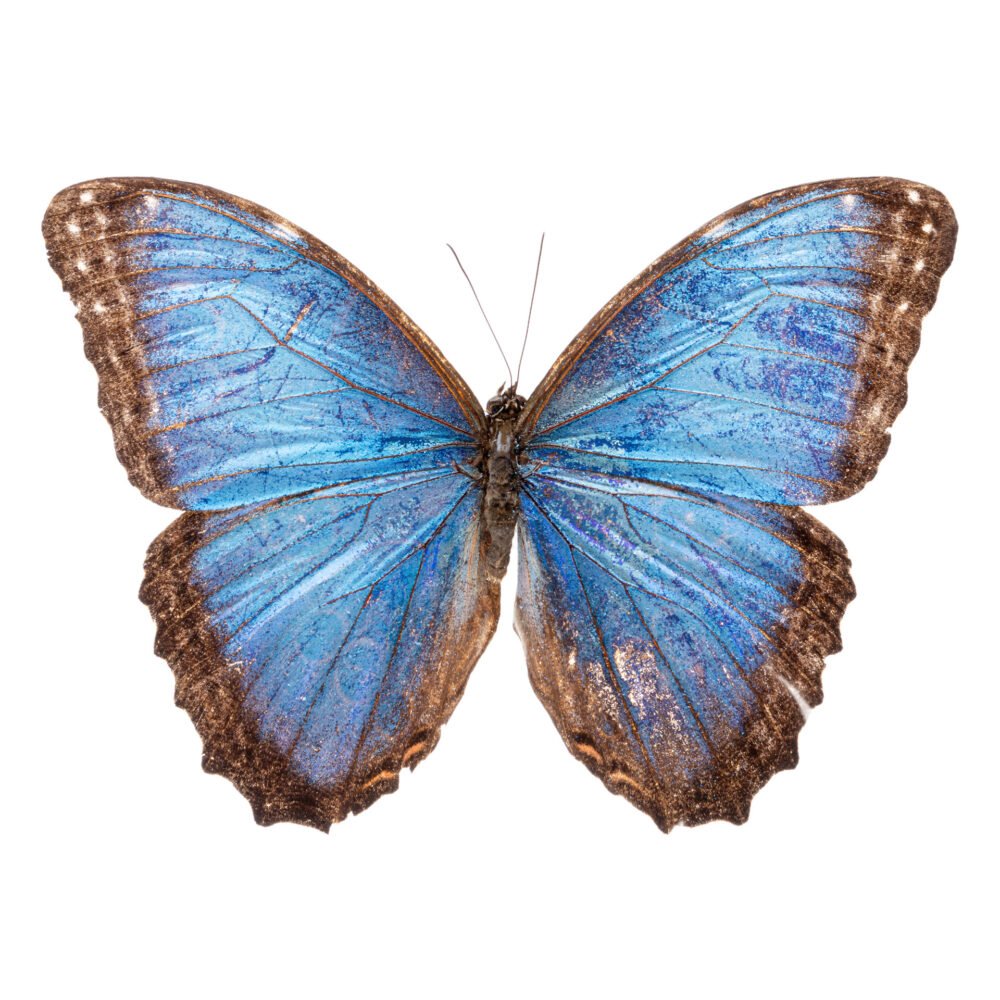 Morpho deidamia granadensis