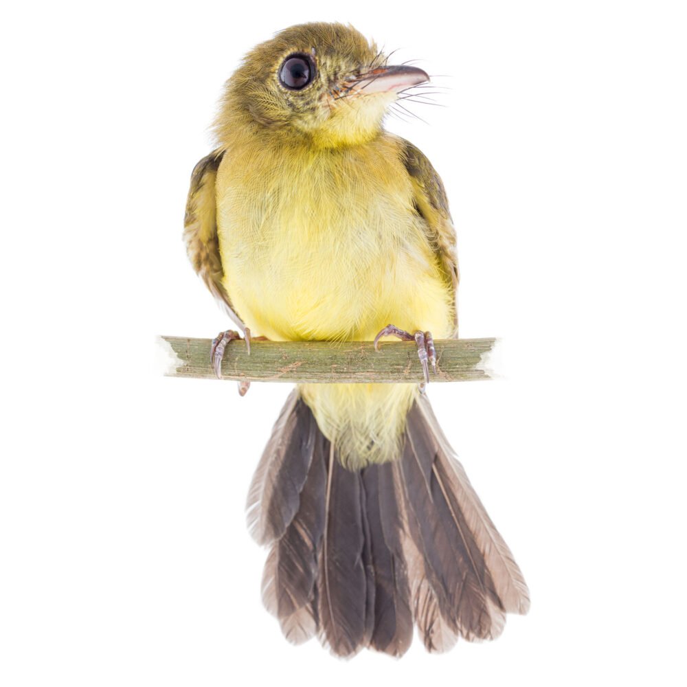 Aves, Myiobius atricaudus