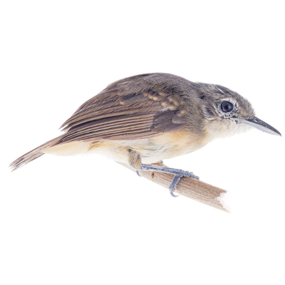 Aves, Myrmotherula axillaris