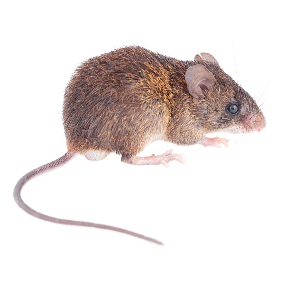 Mamíferos, Neacomys tenuipes