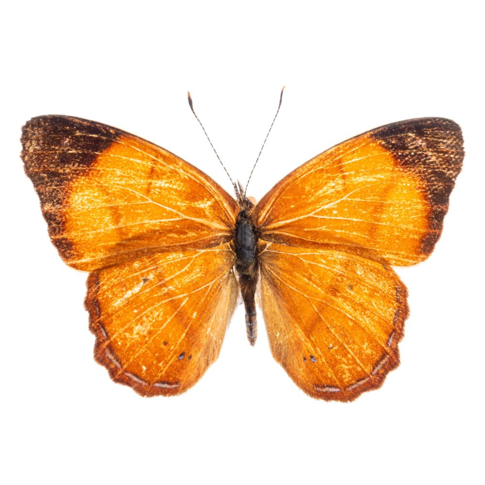 Nica flavilla canthara