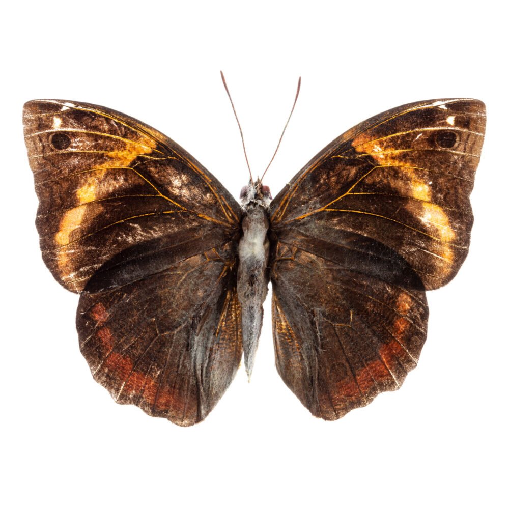 Opsiphanes invirae cuspidatus