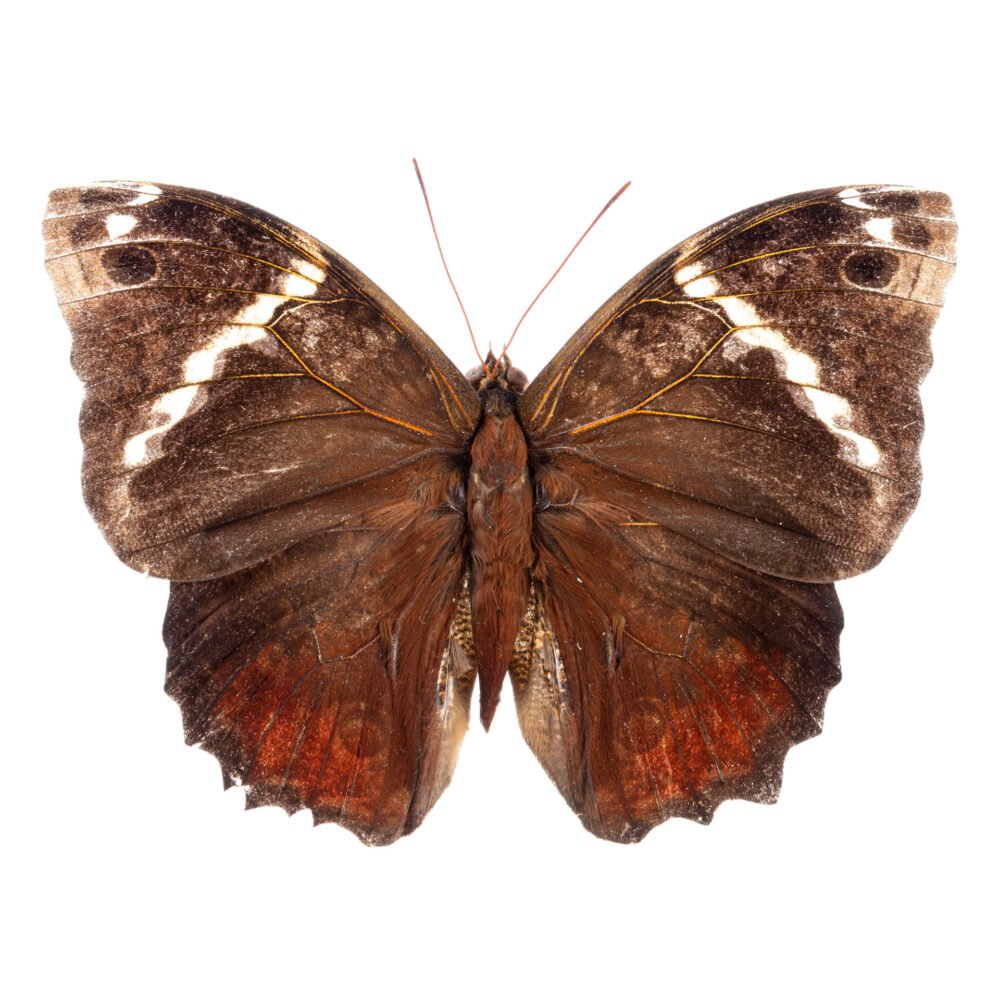 Opsiphanes quiteria badius