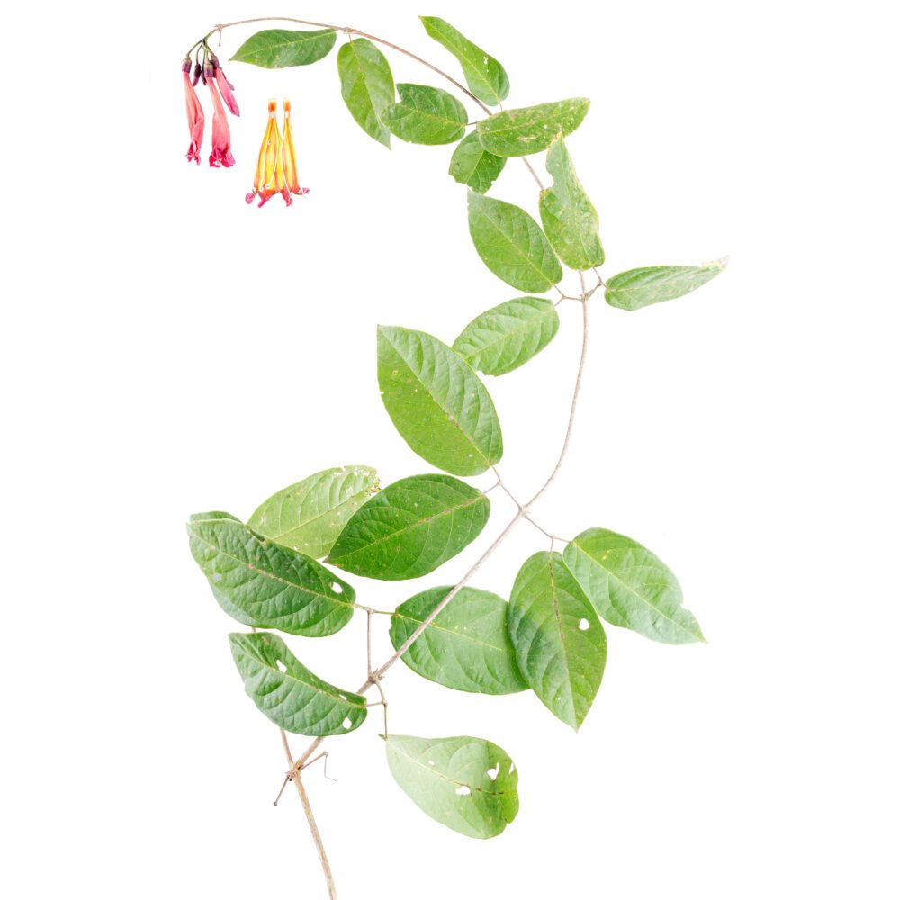 Pachyptera erythraea