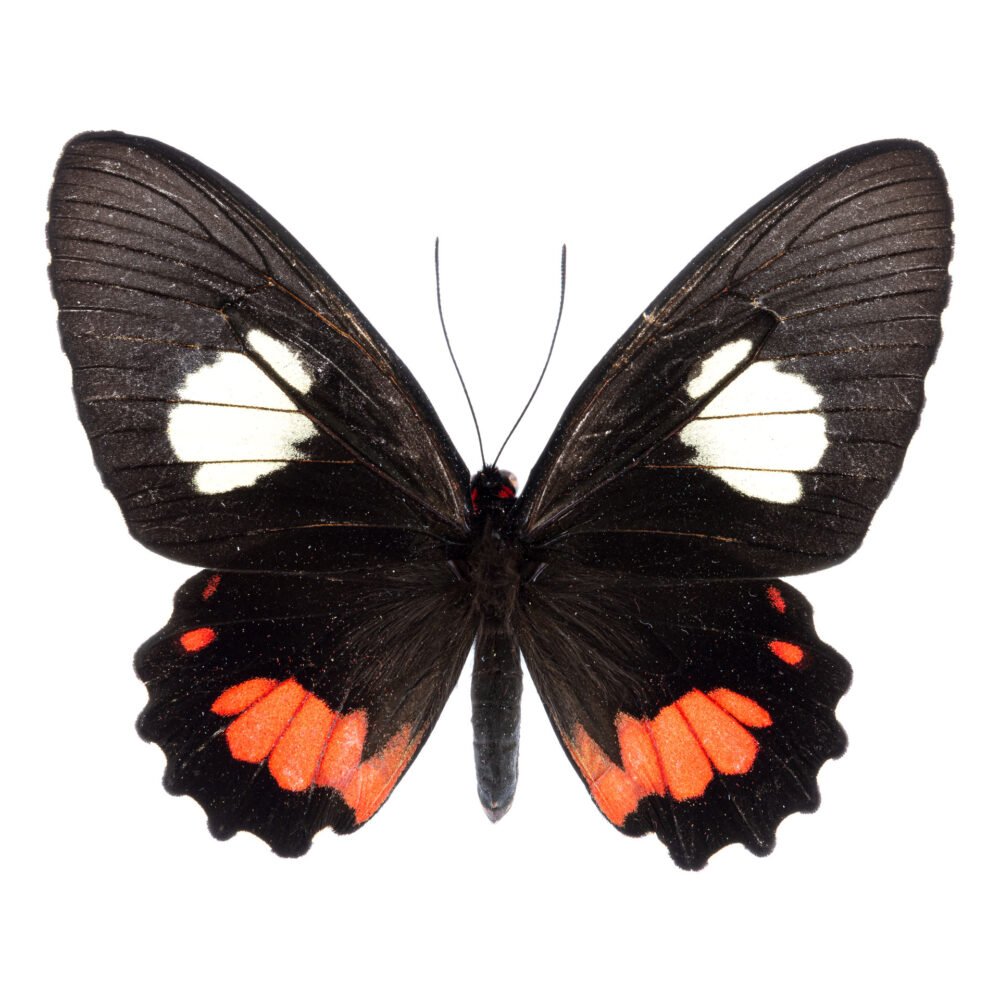 Parides iphidamas phalias