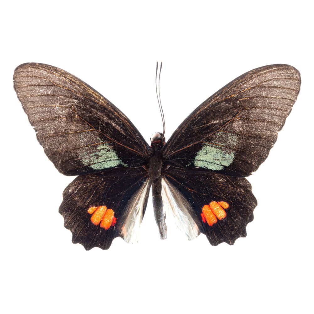 Parides sesostris tarquinius