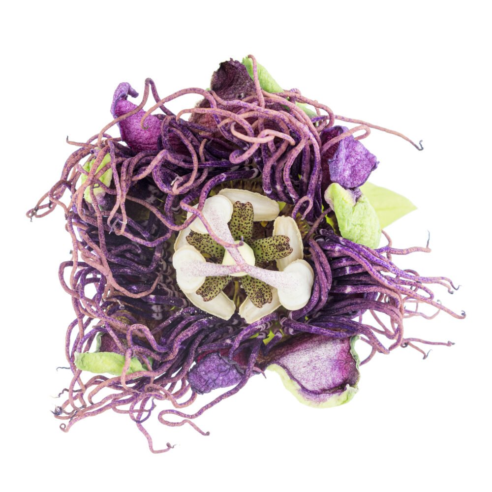 Passiflora quadrangularis